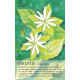 Оракул Духа Рослини - Soulflower Plant Spirit Oracle. Findhorn Press