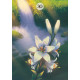 Оракул Ленорман.Трави І Рослини - Herbs & Plants Lenormand Oracle Cards. Lo Scarabeo