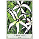 Карти для читання про дикі квіти Австралії - Australian Wildflower Reading Cards. Rockpool Publishing