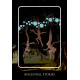 Оракул Время Сновидений Аборигенов - Aboriginal Dreamtime Oracle. Rockpool Publishing
