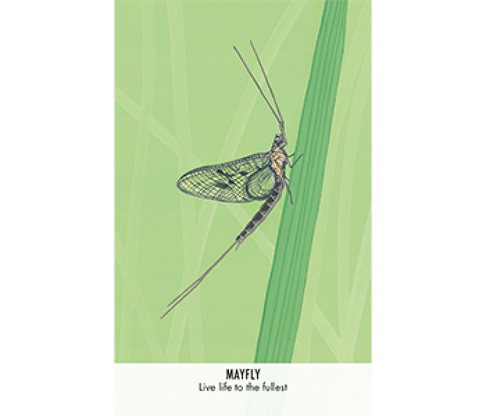 Оракул Незвичайні Послання Тварин - Unusual Animal Messages Oracle Cards. Cico Books