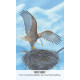 Оракул Птичьи Послания - Bird Messages. Cico Books