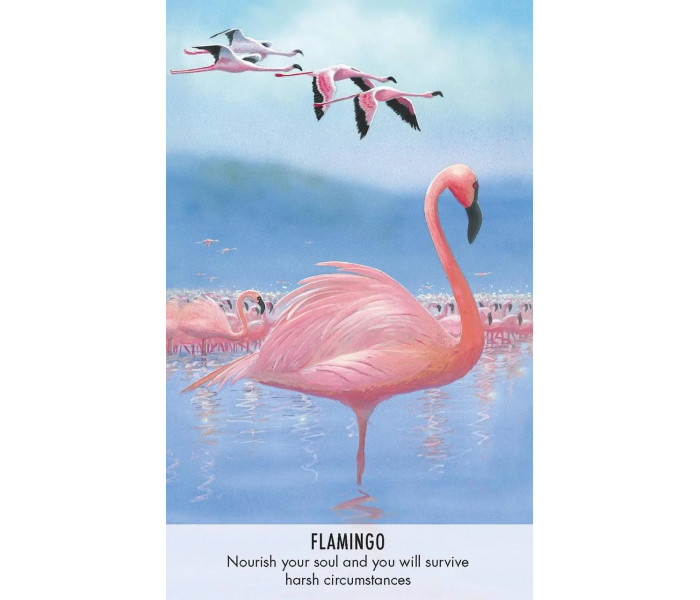 Оракул Птичьи Послания - Bird Messages. Cico Books