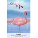 Оракул Птичьи Послания - Bird Messages. Cico Books