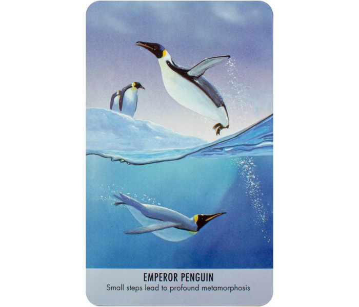 Оракул Птичьи Послания - Bird Messages. Cico Books