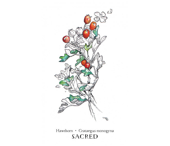 Ботанический Оракул - Hedgewitch Botanical Oracle. Llewellyn