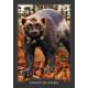 Таро Хранитель Ночі - Guardian Of The Night Tarot. Hay House