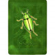 Оракул Маорі - The Maori Oracle Cards. Schiffer Publishing