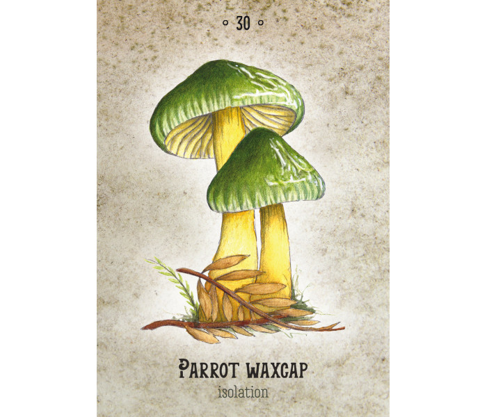 Оракул Грибного Духа - Mushroom Spirit Oracle Cards. Rockpool Publishing