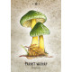 Оракул Грибного Духа - Mushroom Spirit Oracle Cards. Rockpool Publishing
