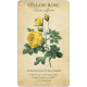 Колода Карт Ботанічне Натхнення - Botanical Inspirations Deck & Book Set. U.S. Games System