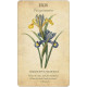 Колода Карт Ботанічне Натхнення - Botanical Inspirations Deck & Book Set. U.S. Games System