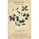 Колода Карт Ботанічне Натхнення - Botanical Inspirations Deck & Book Set. U.S. Games System