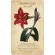 Колода Карт Ботанічне Натхнення - Botanical Inspirations Deck & Book Set. U.S. Games System