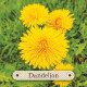 Карточки-визитки аптекаря - Apothecary Flashcards Cards. Rockpool Publishing