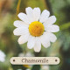 Карточки-визитки аптекаря - Apothecary Flashcards Cards. Rockpool Publishing