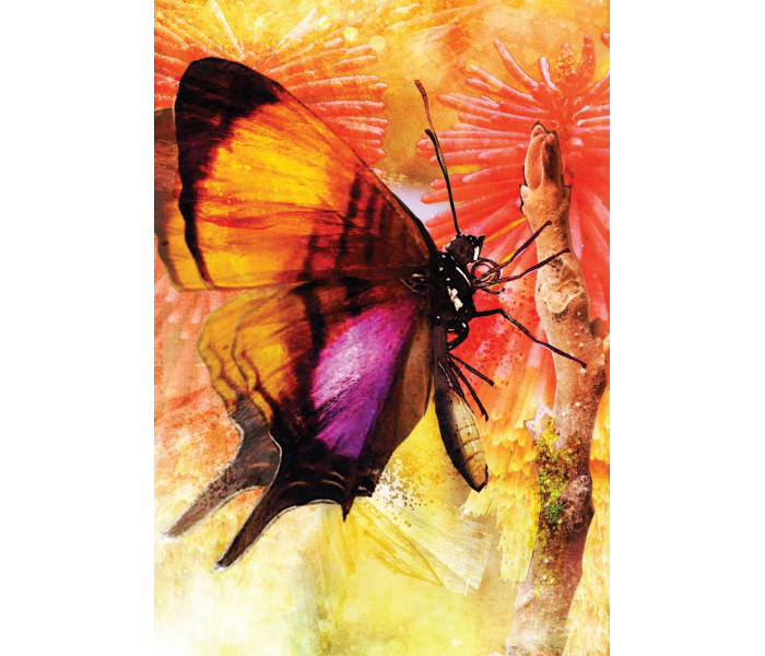 Карти з перетвореннями метеликів (2-ге видання) - Butterfly Transformations Cards(2nd Edition). Blue Angel