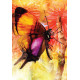 Карти з перетвореннями метеликів (2-ге видання) - Butterfly Transformations Cards(2nd Edition). Blue Angel