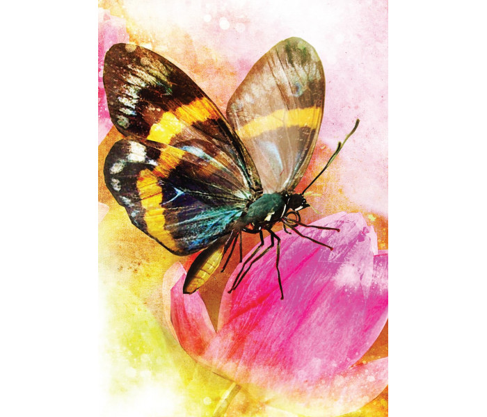 Карти з перетвореннями метеликів (2-ге видання) - Butterfly Transformations Cards(2nd Edition). Blue Angel