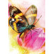 Карти з перетвореннями метеликів (2-ге видання) - Butterfly Transformations Cards(2nd Edition). Blue Angel