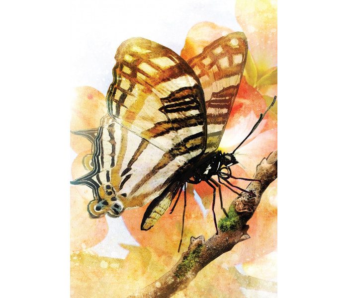 Карти з перетвореннями метеликів (2-ге видання) - Butterfly Transformations Cards(2nd Edition). Blue Angel