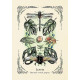 Оракул Зеленої Відьми - The Green Witch's Oracle Deck. Adams Media