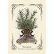 Оракул Зеленої Відьми - The Green Witch's Oracle Deck. Adams Media