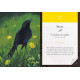 Карти Медитації Пташині Вібрації - Bird Vibes Meditation Cards. Beyond Words