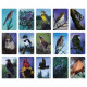 Карти Медитації Пташині Вібрації - Bird Vibes Meditation Cards. Beyond Words