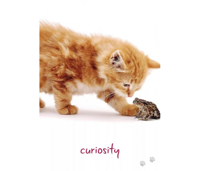 Карты Кошачьей Мудрости - Cat Wisdom Cards. Blue Angel