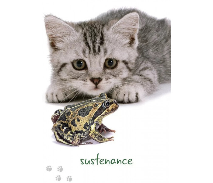 Карты Кошачьей Мудрости - Cat Wisdom Cards. Blue Angel