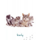 Карты Кошачьей Мудрости - Cat Wisdom Cards. Blue Angel