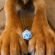 Кубики RPG Dogs Dice Set: Max. Q WORKSHOP (SDOG02)