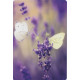 Оракул Квітка Життя. Мудрість Астара - The Flower of Life Wisdom of Astar Oracle Deck. Blue Angel