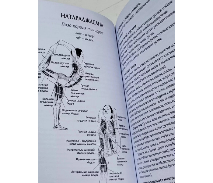 Книга Анатомия йоги. Каминофф Лесли