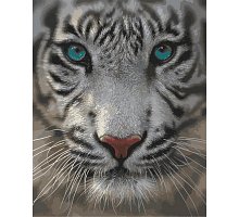Фото Малювання номерів. Картина серії "Тварини, птахи" 40х50см, Білий тигр, Ідейка (MG1004)