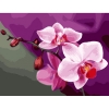 Фото 1 - Рожева орхідея, серія Квіти, малювання за номерами, 40 х 50 см, Ідейка, рожеві орхідеї (KH1081)