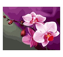 Фото Рожева орхідея, серія Квіти, малювання за номерами, 40 х 50 см, Ідейка, рожеві орхідеї (KH1081)
